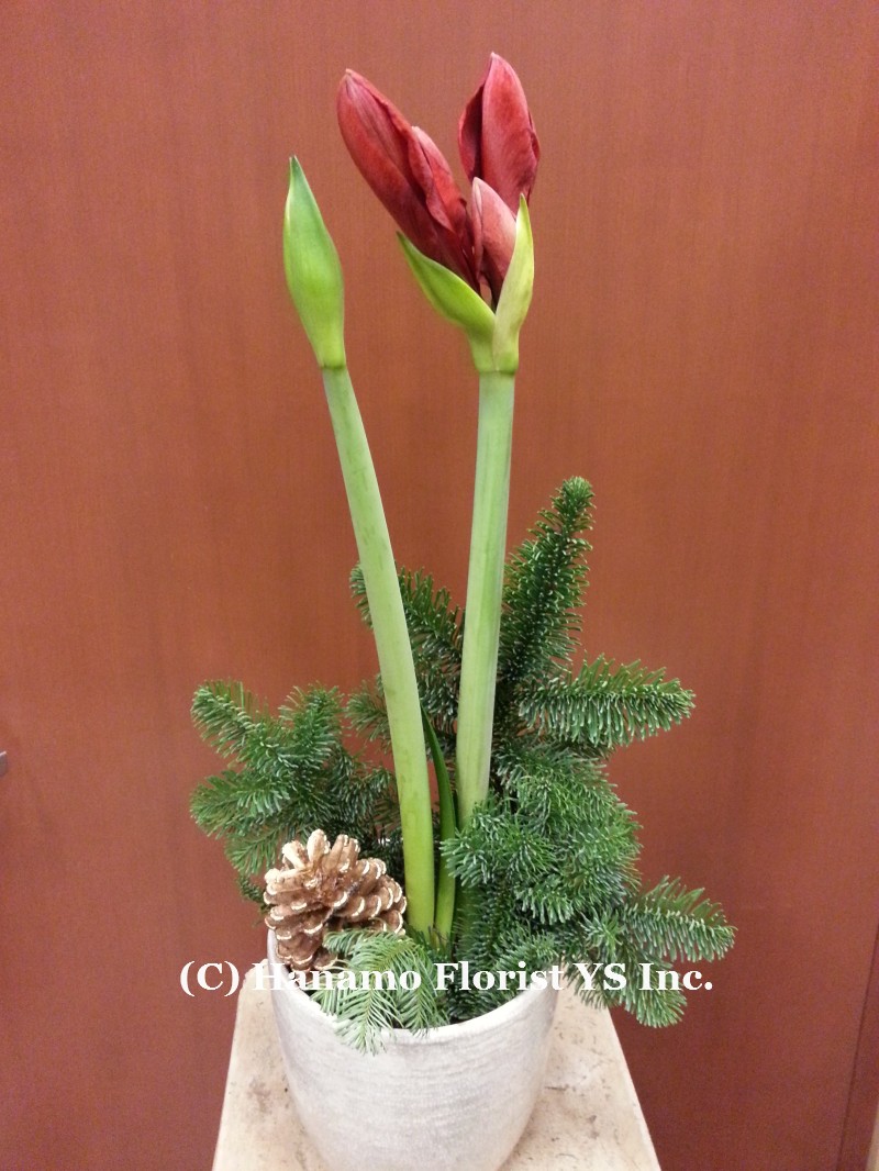 CMAS1219.. Red Amaryllis Plant in a ceramic pot